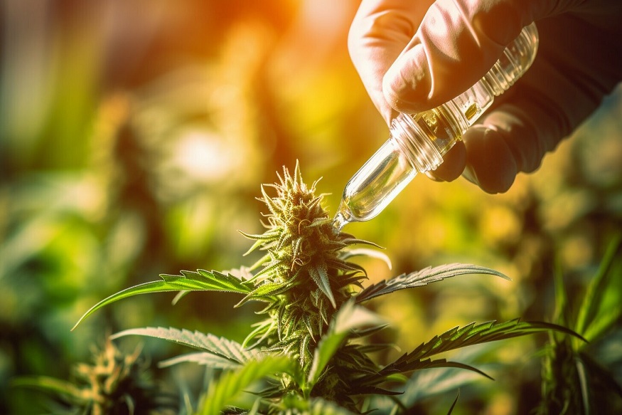 cbd oil manufacturer in India
